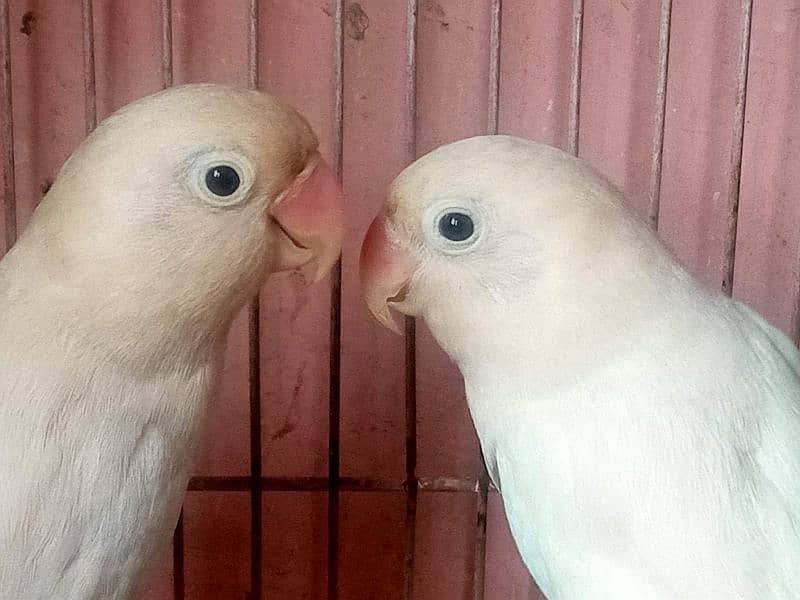 Albino Pair 1