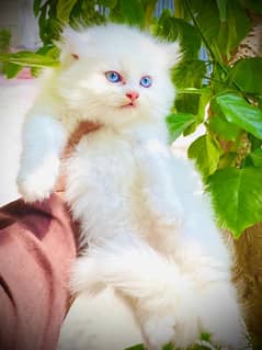 persian white cat kitten pair