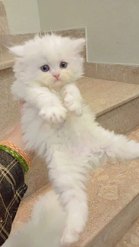 persian white cat kitten pair 1