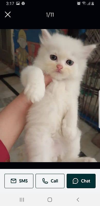 persian white cat kitten pair 2