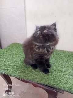 pure Persian kittens looking for a new home. . ,