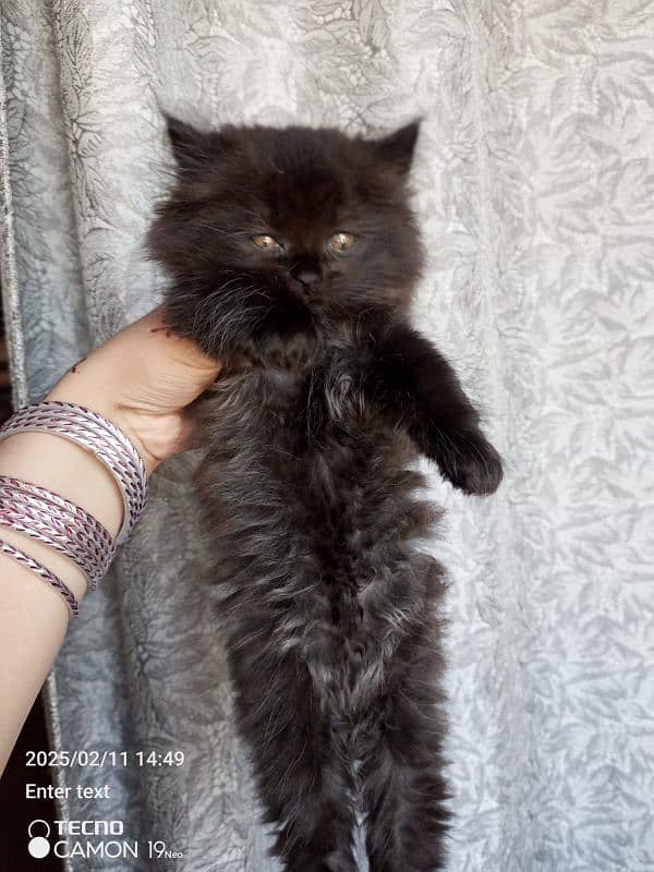 pure Persian kittens looking for a new home. . , 2