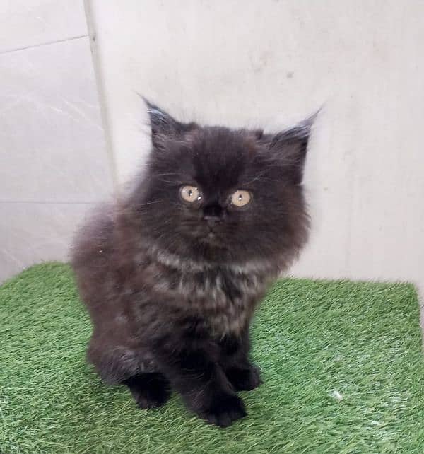 pure Persian kittens looking for a new home. . , 6