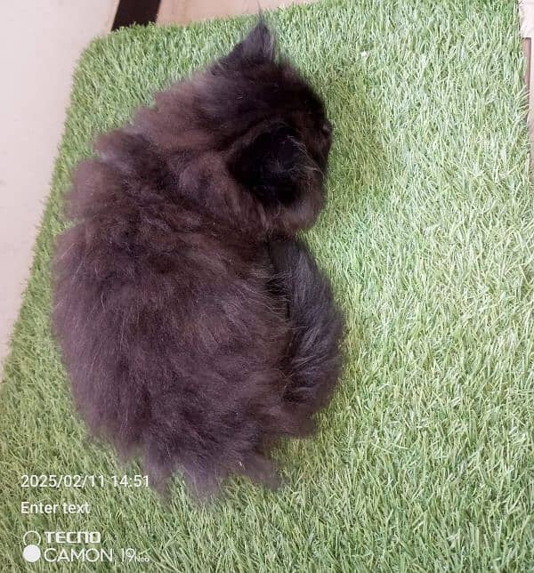 pure Persian kittens looking for a new home. . , 7