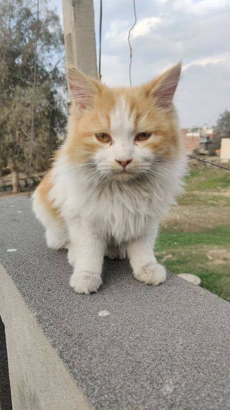 Ginger Cat Male 1