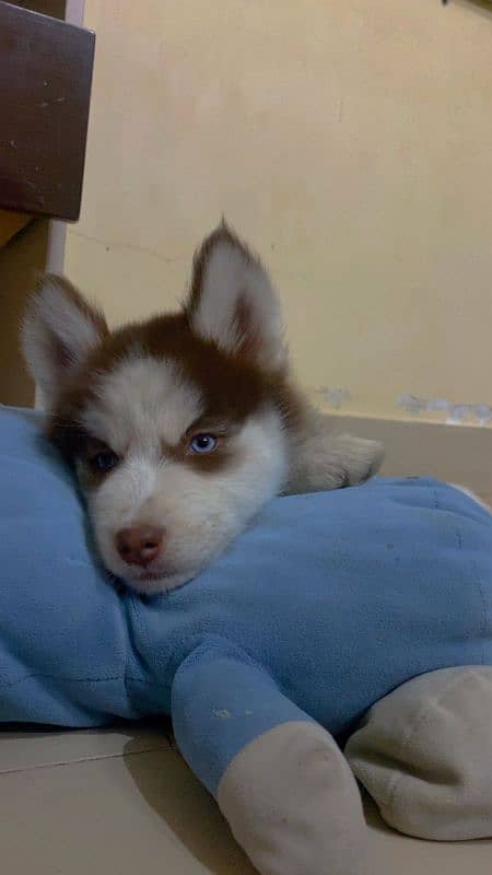 Brown Siberian husky blue eyes 0