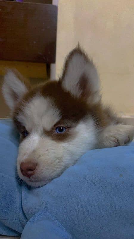 Brown Siberian husky blue eyes 1