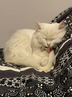 Doll face male Persian cat - 6 months