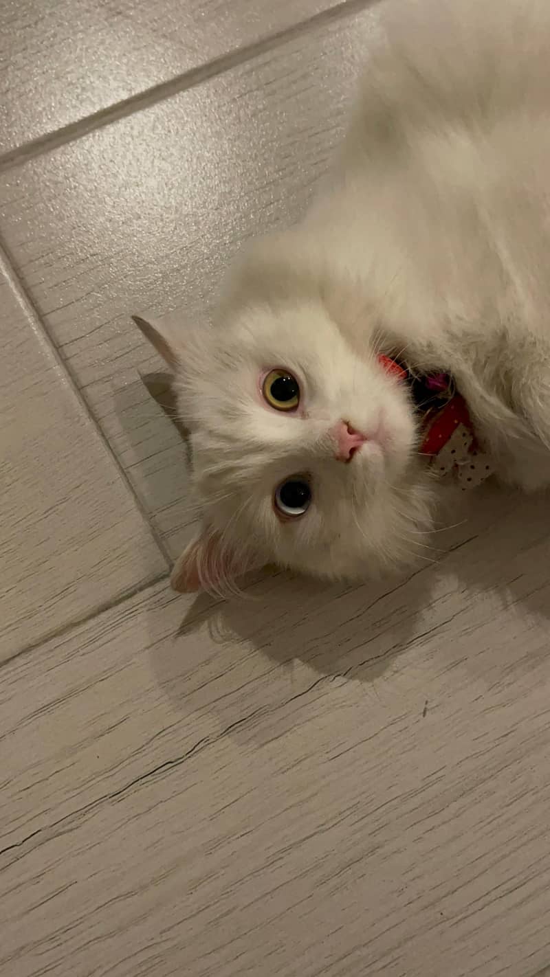 Doll face male Persian cat - 6 months 2