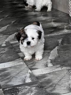 #Shih Tzu (Shitzu) puppies