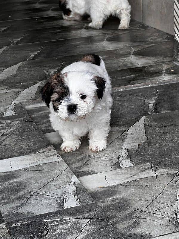 #Shih Tzu (Shitzu) puppies 0