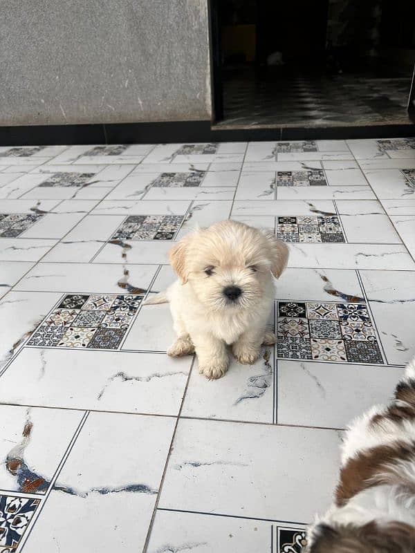 #Shih Tzu (Shitzu) puppies 1