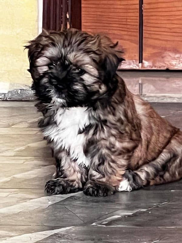 #Shih Tzu (Shitzu) puppies 3