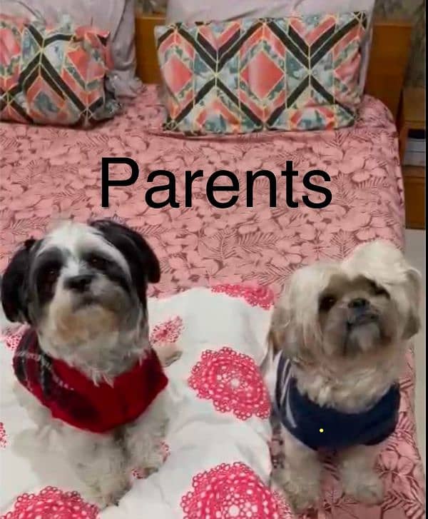 #Shih Tzu (Shitzu) puppies 5