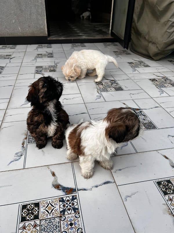 #Shih Tzu (Shitzu) puppies 7