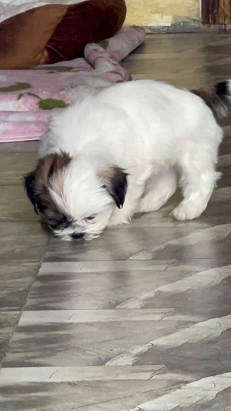 #Shih Tzu (Shitzu) puppies 9