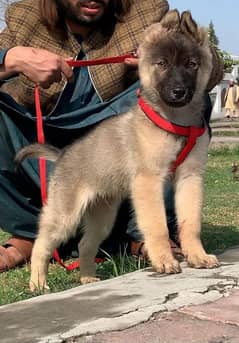 bagiyari  full security guard male age 3 months for sale