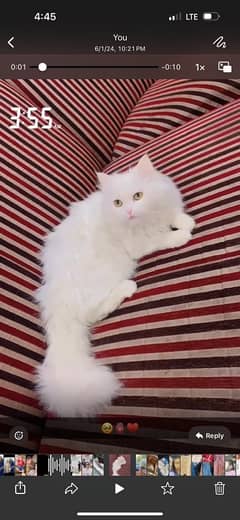 persian white Female cat for sale