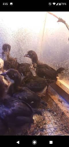 astrolop chicks available for sale and aseel chicks bi available hai