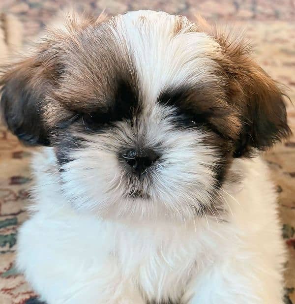 Shih Tzu / Shitzu Show Class Pedigreed Puppies For Loving Homes. 0