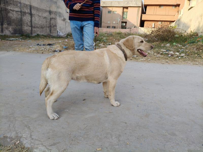 Pedigree Labrador Female 1