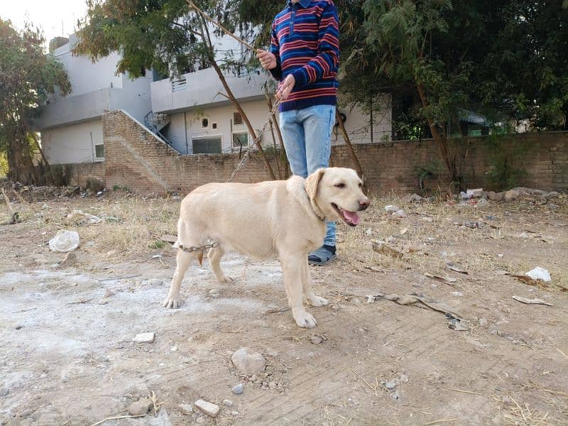 Pedigree Labrador Female 2