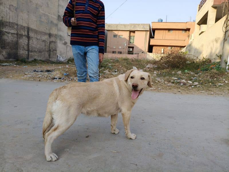 Pedigree Labrador Female 3