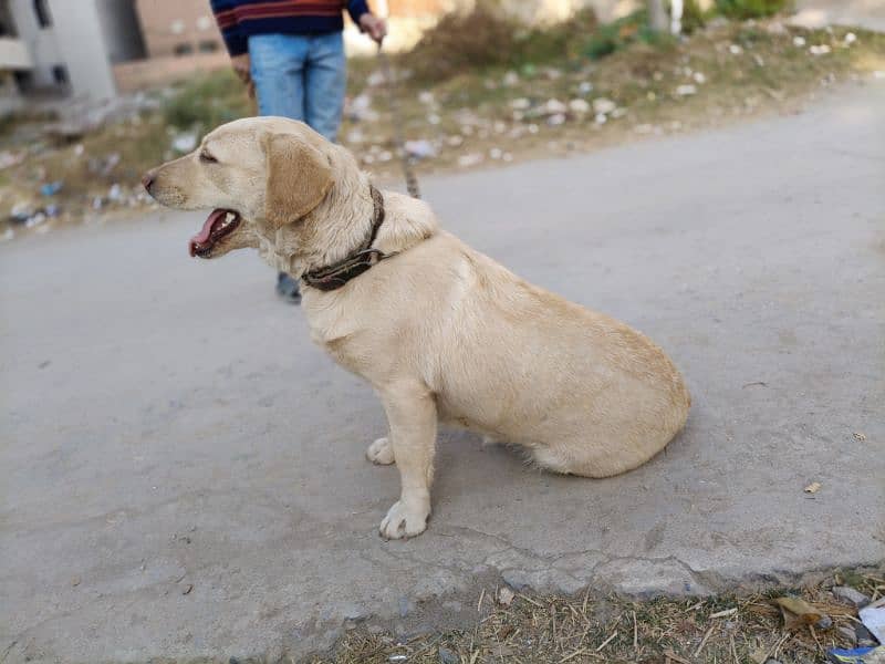 Pedigree Labrador Female 4