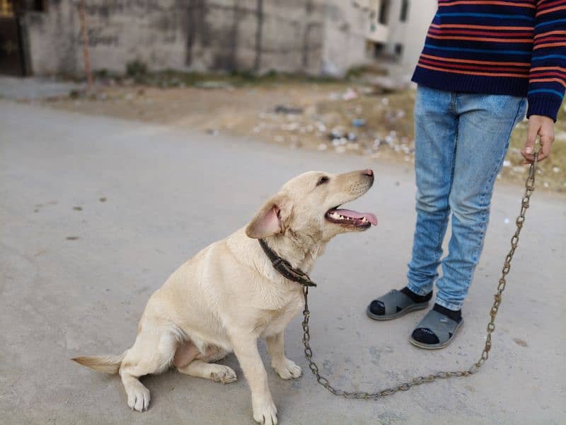 Pedigree Labrador Female 7