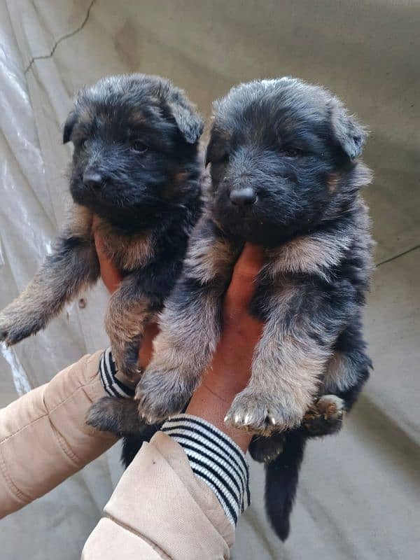 new born puppy's 1