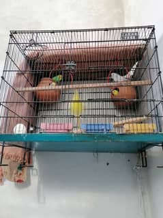 parrots sale with cage