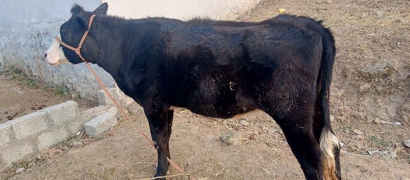 Friesian cow /Jearsy cow /frizan /American /wachi /Gaee/گائے 4