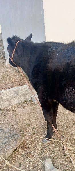 Friesian cow /Jearsy cow /frizan /American /wachi /Gaee/گائے 5