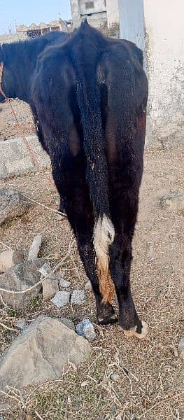 Friesian cow /Jearsy cow /frizan /American /wachi /Gaee/گائے 6