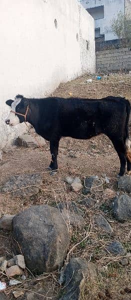 Friesian cow /Jearsy cow /frizan /American /wachi /Gaee/گائے 7