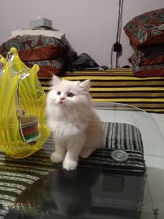 Persian Kittens Pairs Available For Sale