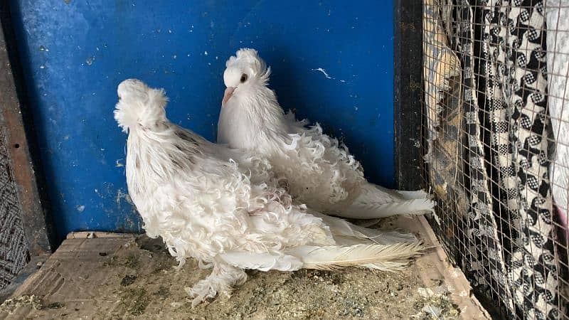 Fancy Pigeons 0304-6522924 0