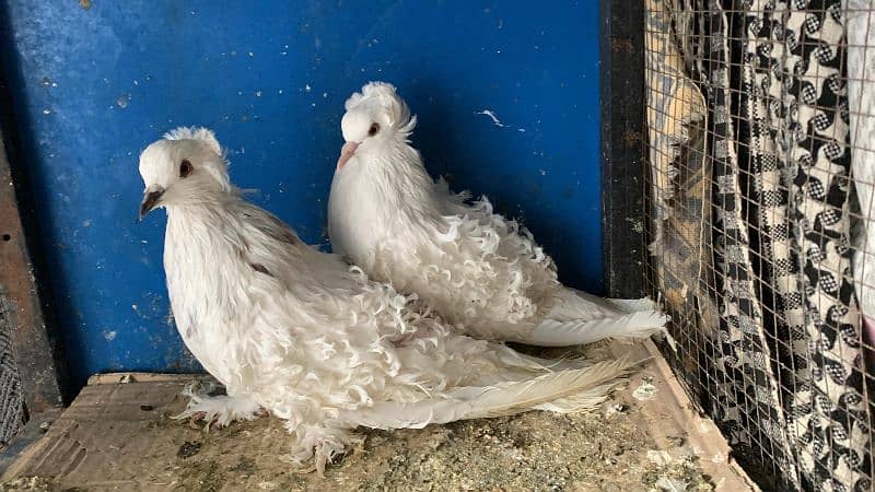 Fancy Pigeons 0304-6522924 1