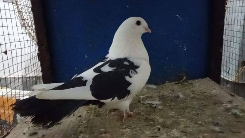 Fancy Pigeons 0304-6522924 4