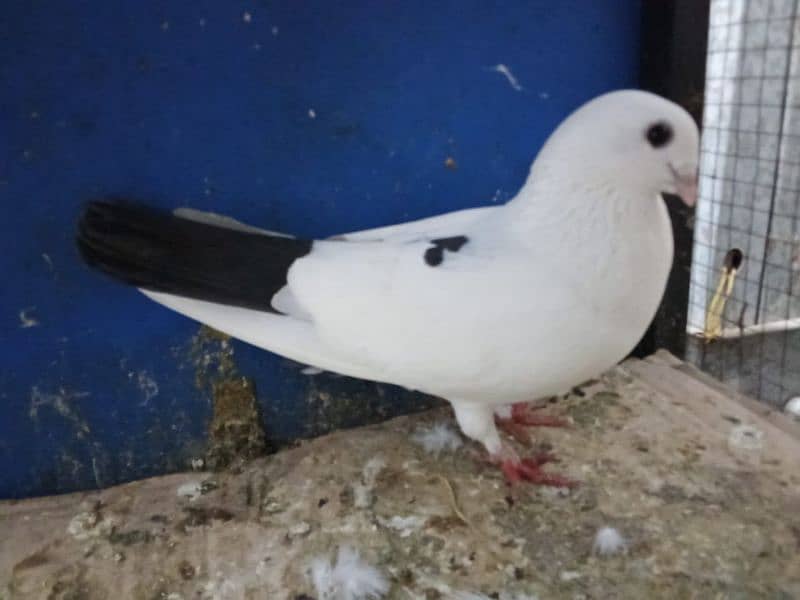 Fancy Pigeons 0304-6522924 7