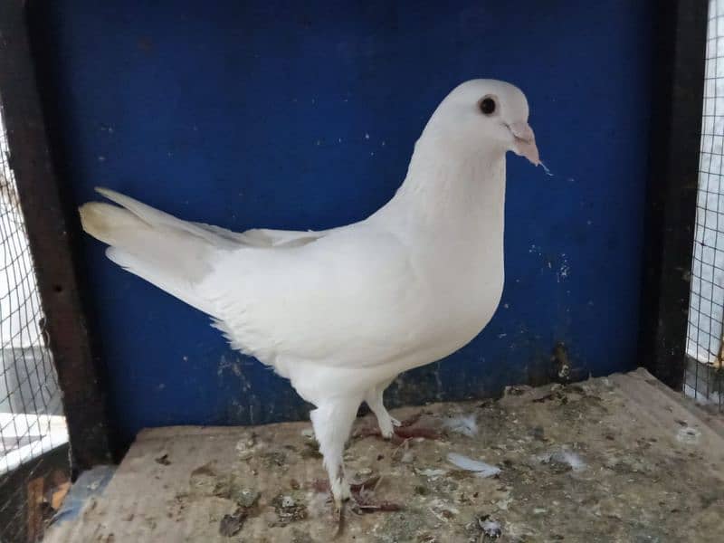 Fancy Pigeons 0304-6522924 8