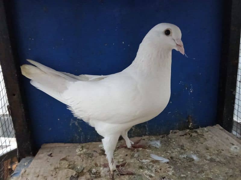 Fancy Pigeons 0304-6522924 9