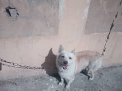 RUSSAIN DOG FOR SALE 123