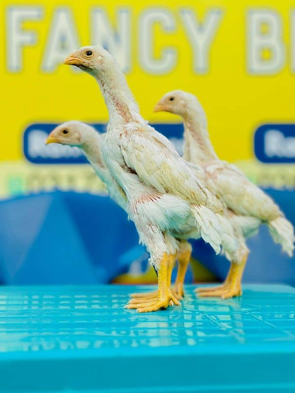 King OH Shamo Chicks Available 3