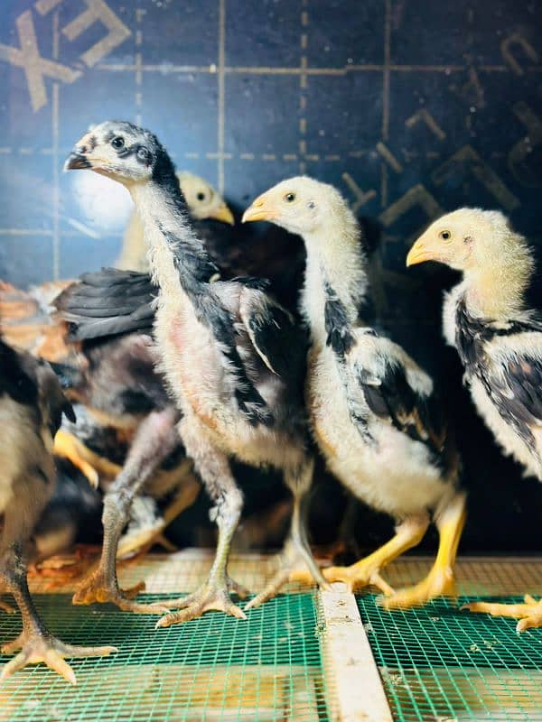 King OH Shamo Chicks Available 8