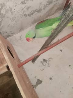 parrots for sale