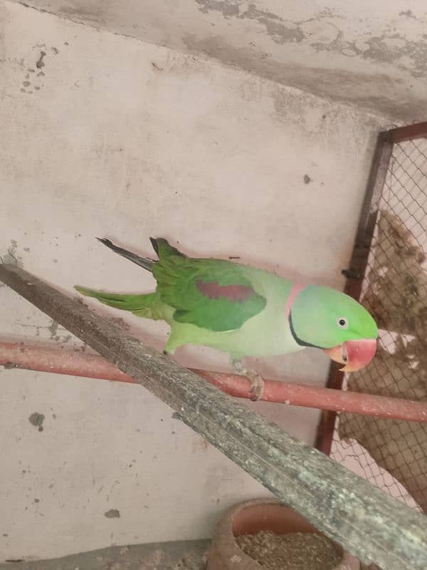 parrots for sale 2