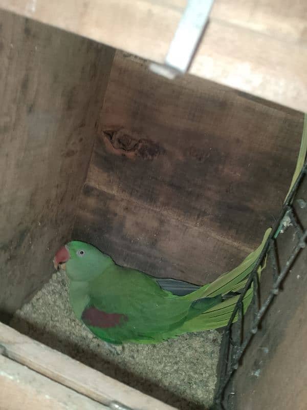 parrots for sale 3