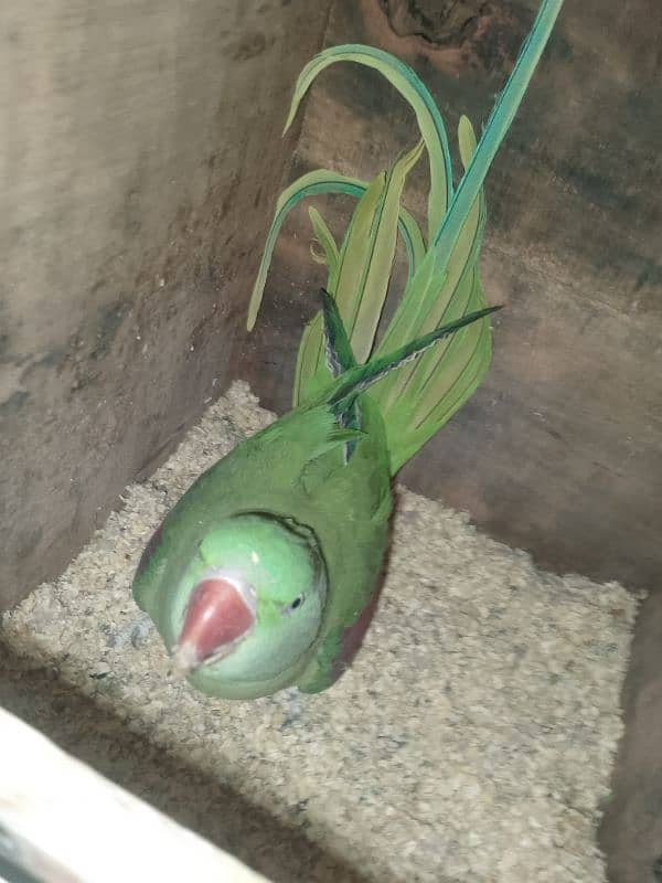 parrots for sale 4