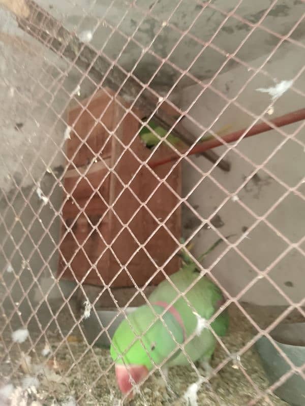 parrots for sale 5